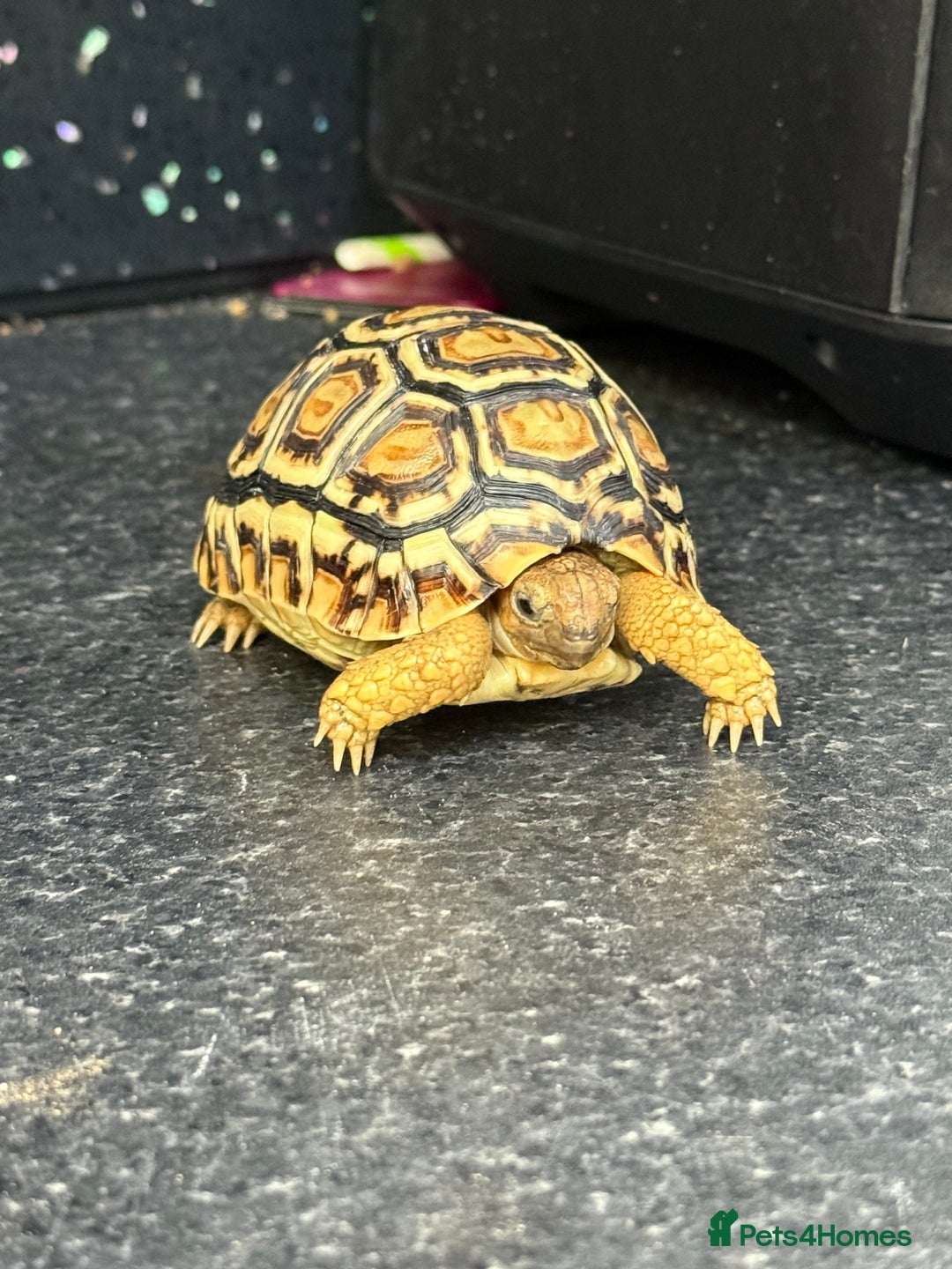 Tortoise reptiles for sale: Tortoise African Leopard  - Image 1