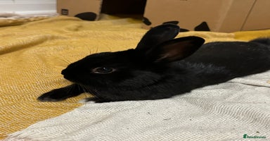 Netherland Dwarf rabbits - Advert 5