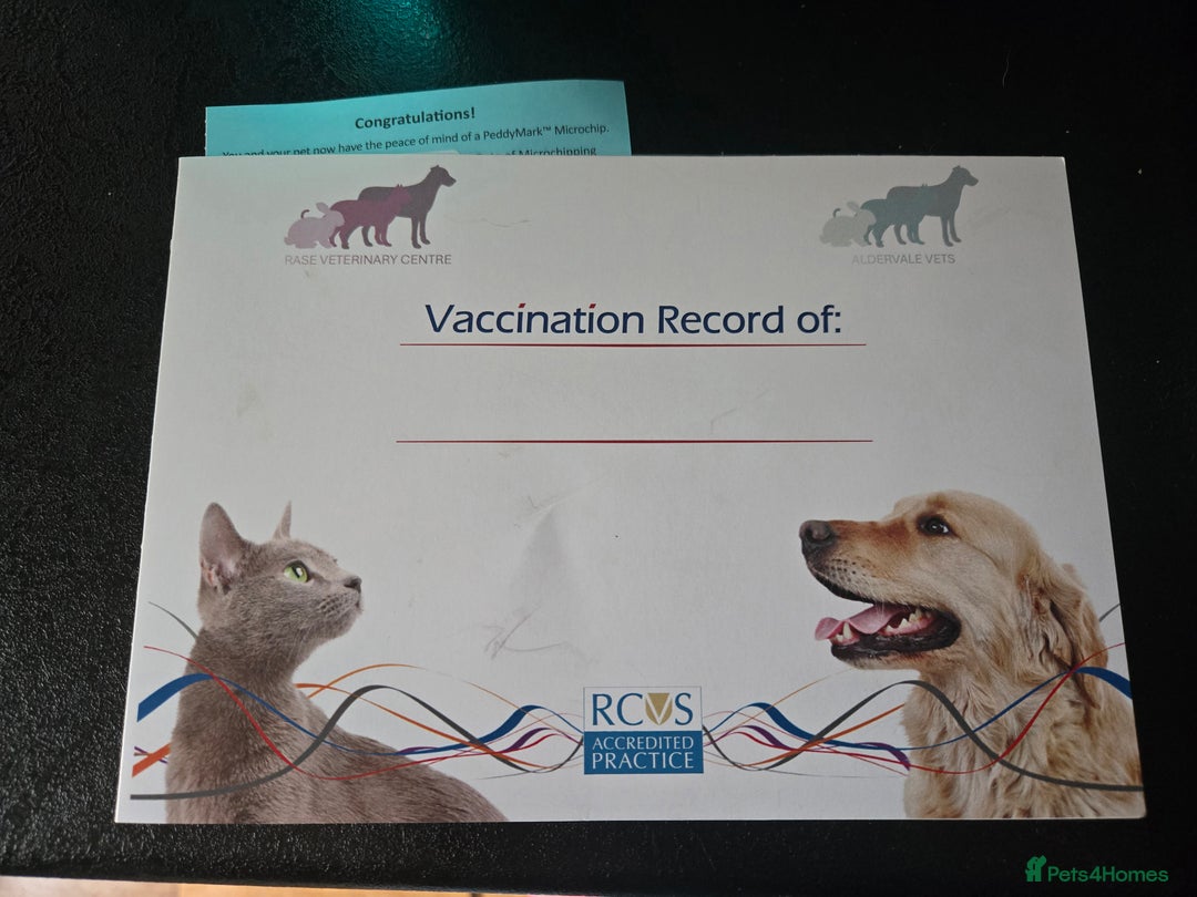 Pug dogs for sale: White female pug  - Advert 6