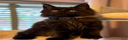 Maine Coon cats for sale: Tica registered black smoked male Maine coon - Advert 12