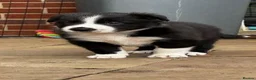 Border Collie dogs for sale: Beautiful Border Collie Puppies Available For Sale in Reading - Advert 13