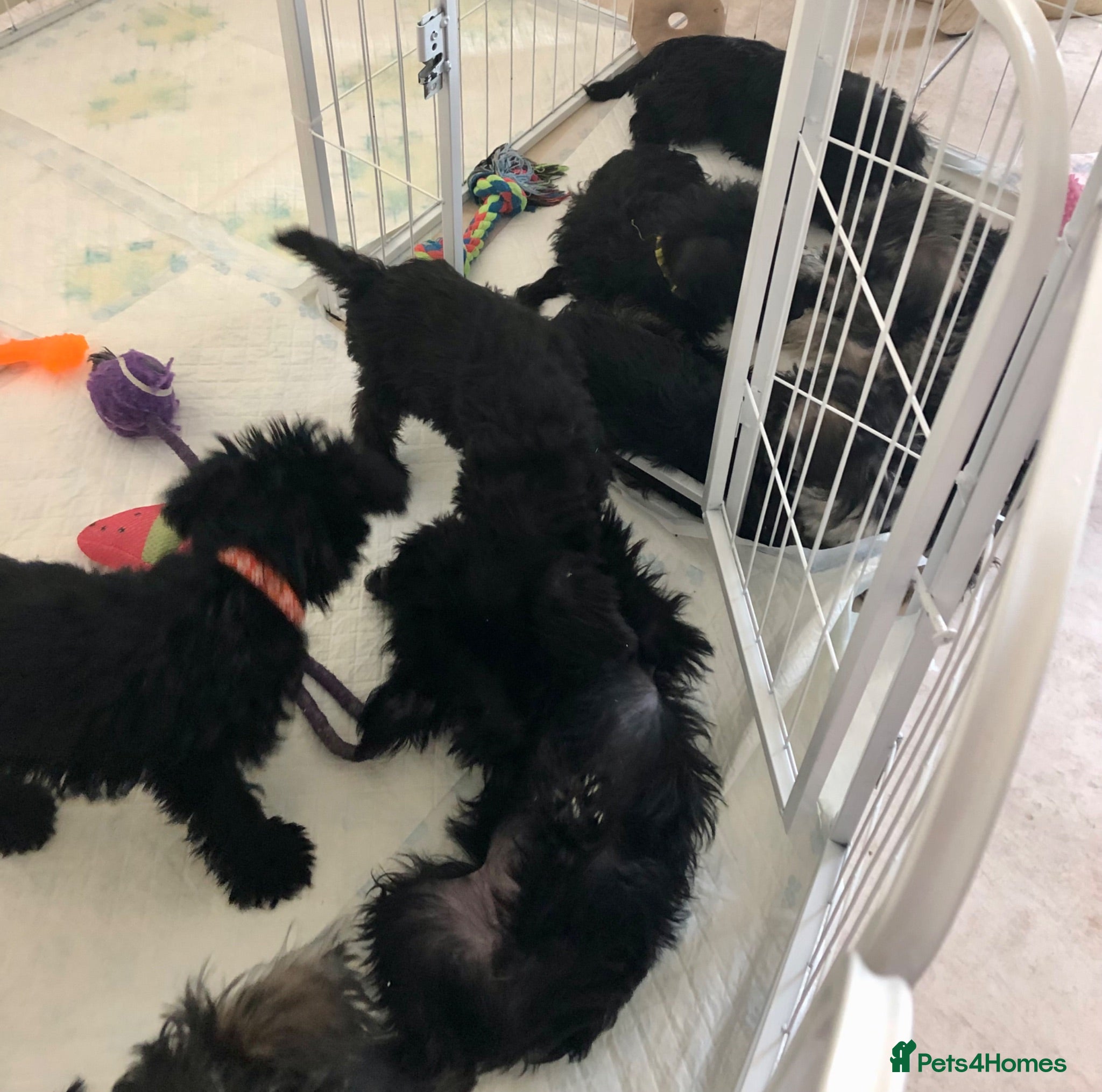 Schnoodle dogs 🐾🐶Schnoodles 🐶🐾 - Advert 4