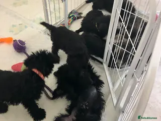 Schnoodle dogs 🐾🐶Schnoodles 🐶🐾 - Advert 4