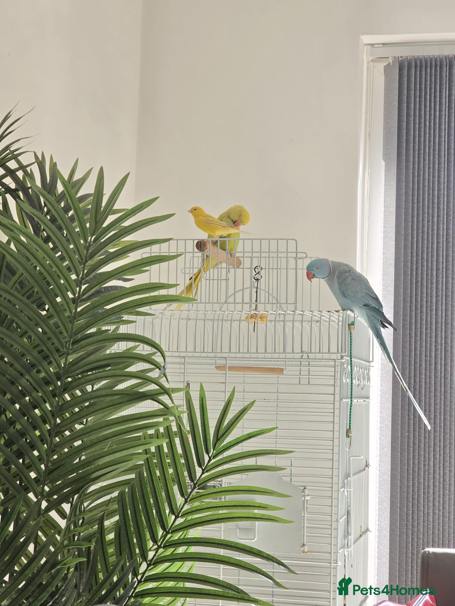 Ringnecks birds Rignneck parrots - Advert 8