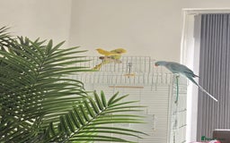 Ringnecks birds for sale: Rignneck parrots - Image 1