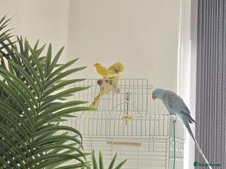 Ringnecks birds Rignneck parrots - Advert 2