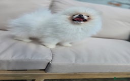 Pomeranian dogs for sale: Pure white Korean Pomeranian in Nottingham - Image 10