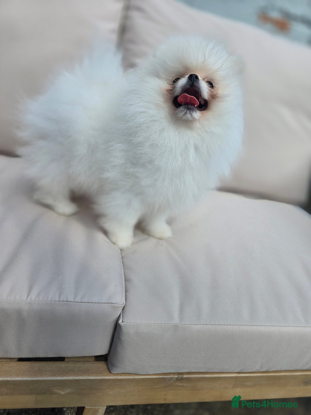 Pomeranian dogs for sale: Pure white Korean Pomeranian in Nottingham - Image 10