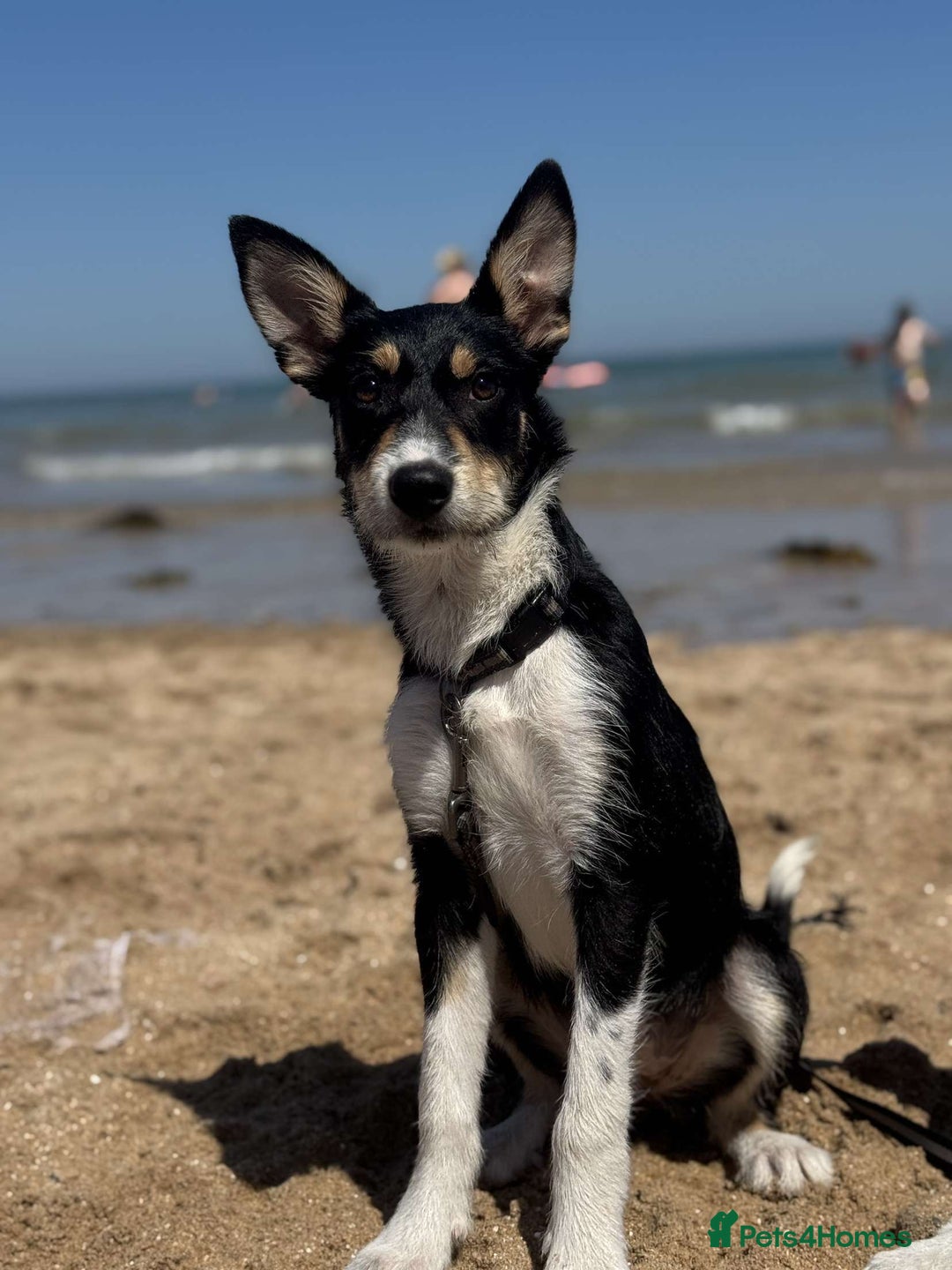 Mixed Breed dogs for sale: 16 week old collie/kelpi - Image 3
