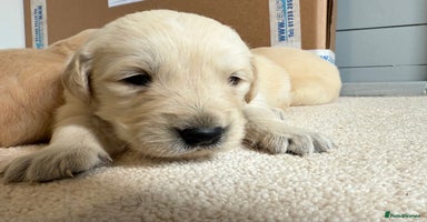 Golden Retriever dogs - Advert 2