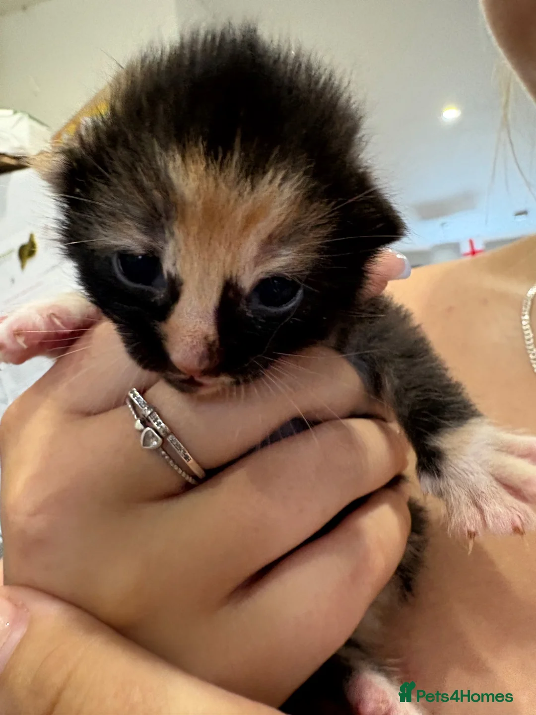 Mixed Breed cats for sale: 2 beautiful kittens for sale  in Drybrook - Advert 6