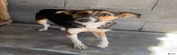 Mixed Breed dogs for adoption: Abby, 2 yrs approx. Available for adoption. in Brixham - Advert 7