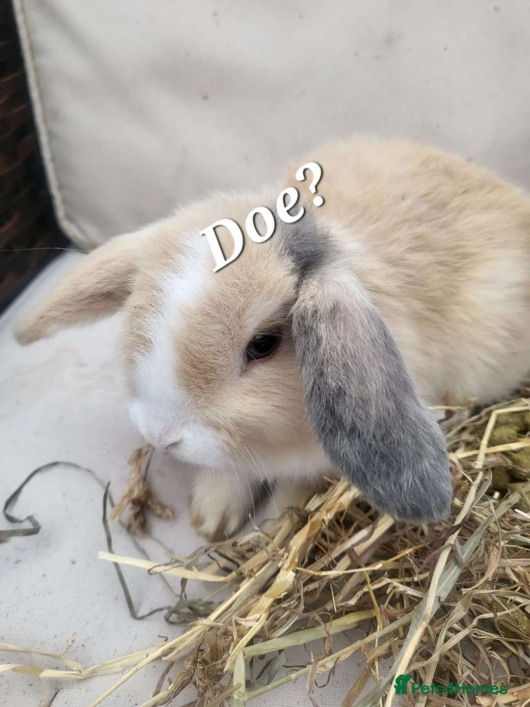 Mini Lop rabbits for sale:  Mini-Lop Rabbits – Ready for Loving Homes 7th Feb - Advert 4