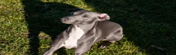 Italian Greyhound dogs for stud: *FOR STUD* Blue Italian Greyhound  - Advert 4