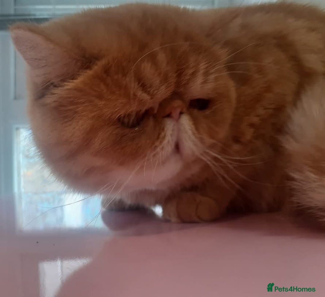 Persian cats for sale: Gccf Persian Exotic Little Girl  - Advert 4