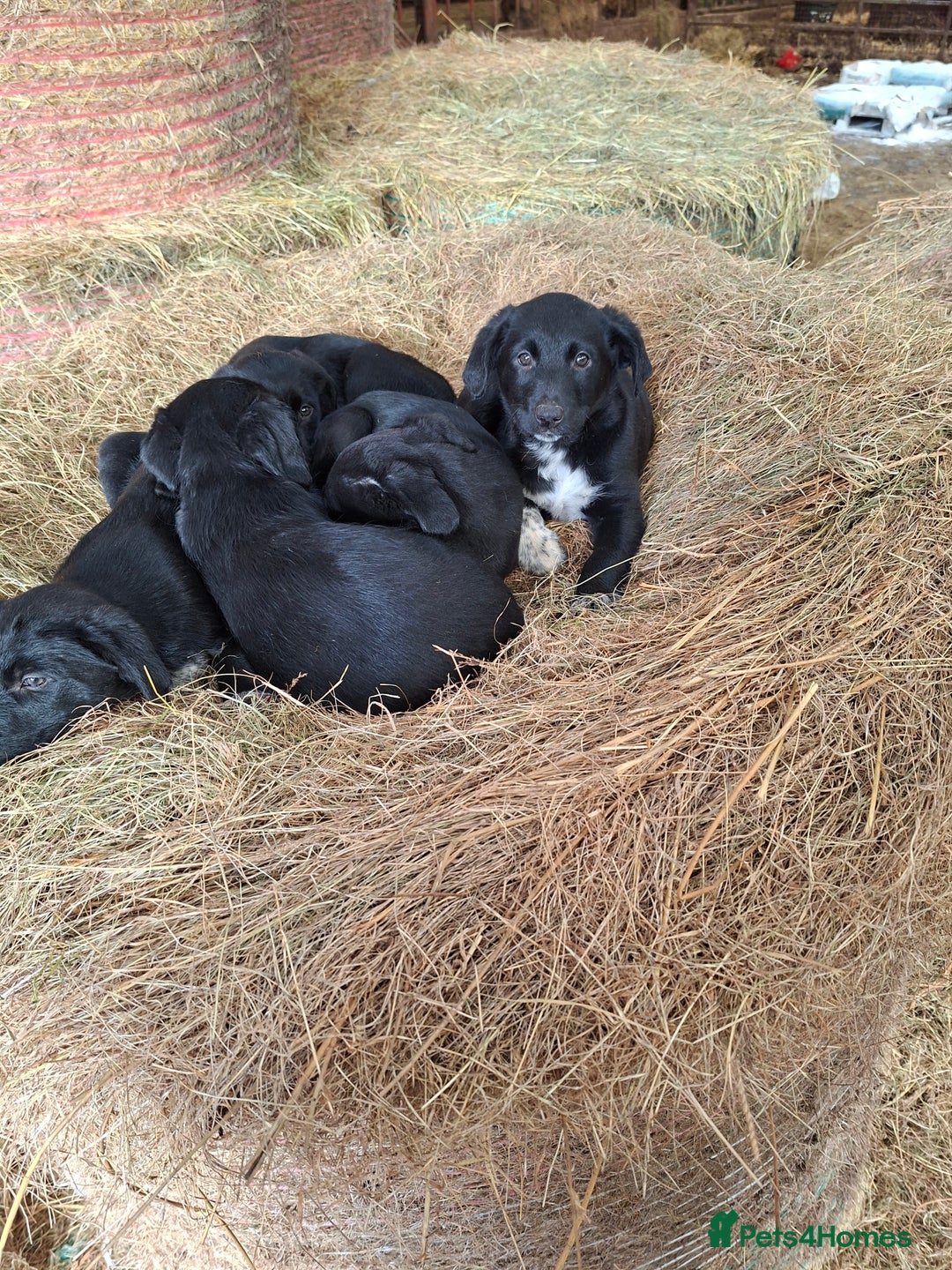 Borador dogs for sale: Labrador x Border Collie pups for sale - Image 3
