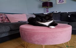 Mixed Breed cats for sale: 3 Beautiful kittens for sale  - Image 9