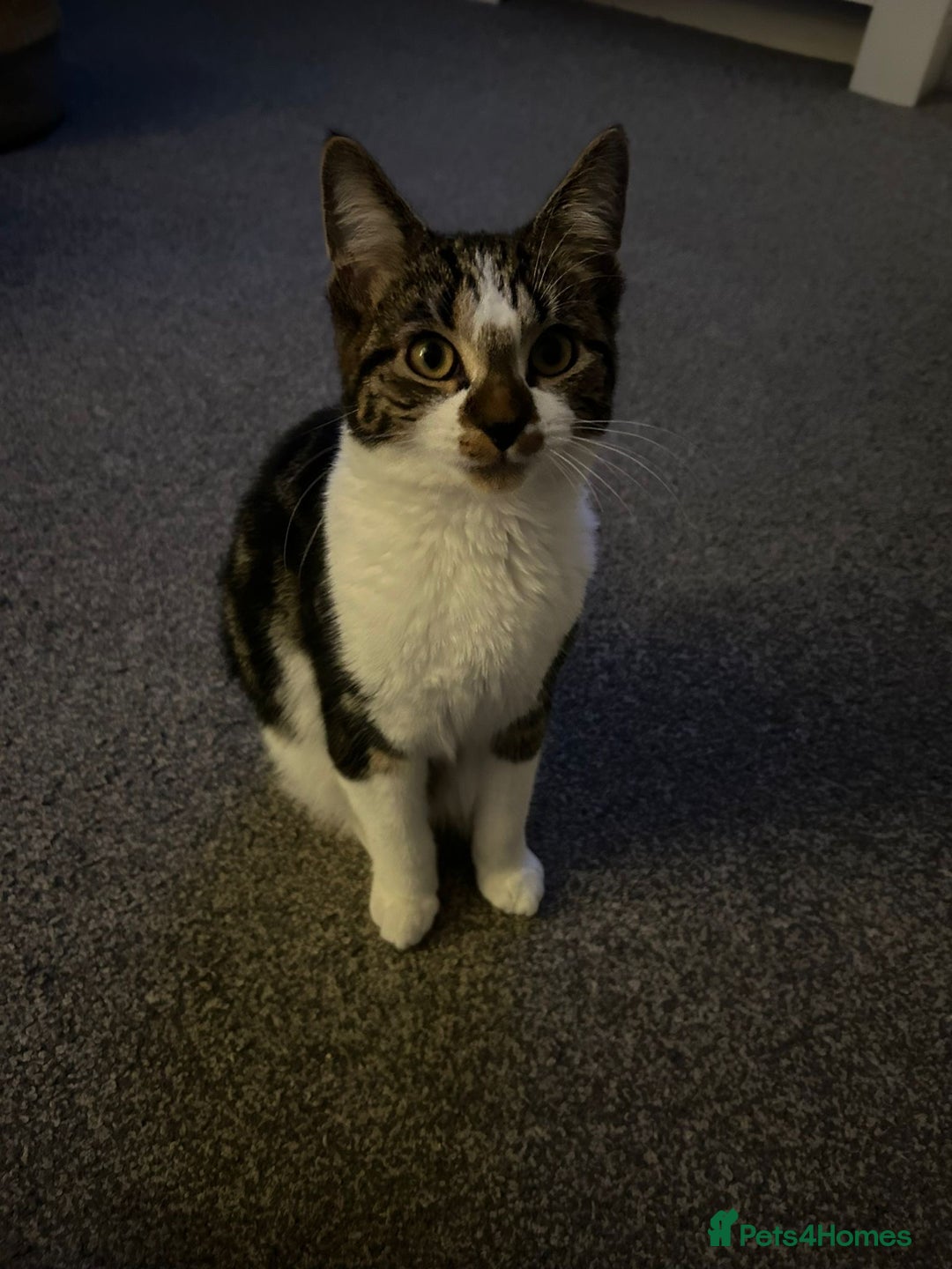 British Shorthair cats for sale: Beautiful kittens - Advert 5