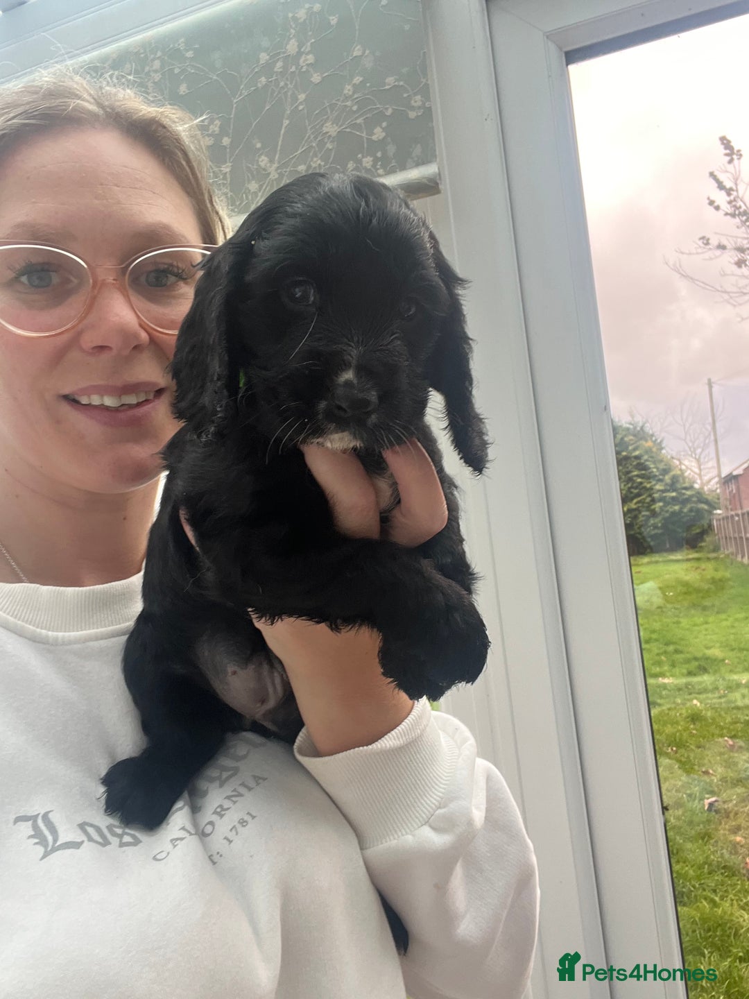 Cocker Spaniel dogs for sale: Only 4 babies left  - Image 18