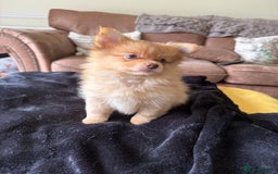 Pomeranian dogs for sale:  Adorable Pomeranian puppies  - Image 2