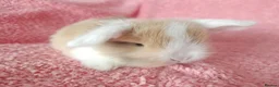 Mini Lop rabbits for sale: Baby mini lops for sale  - Advert 3