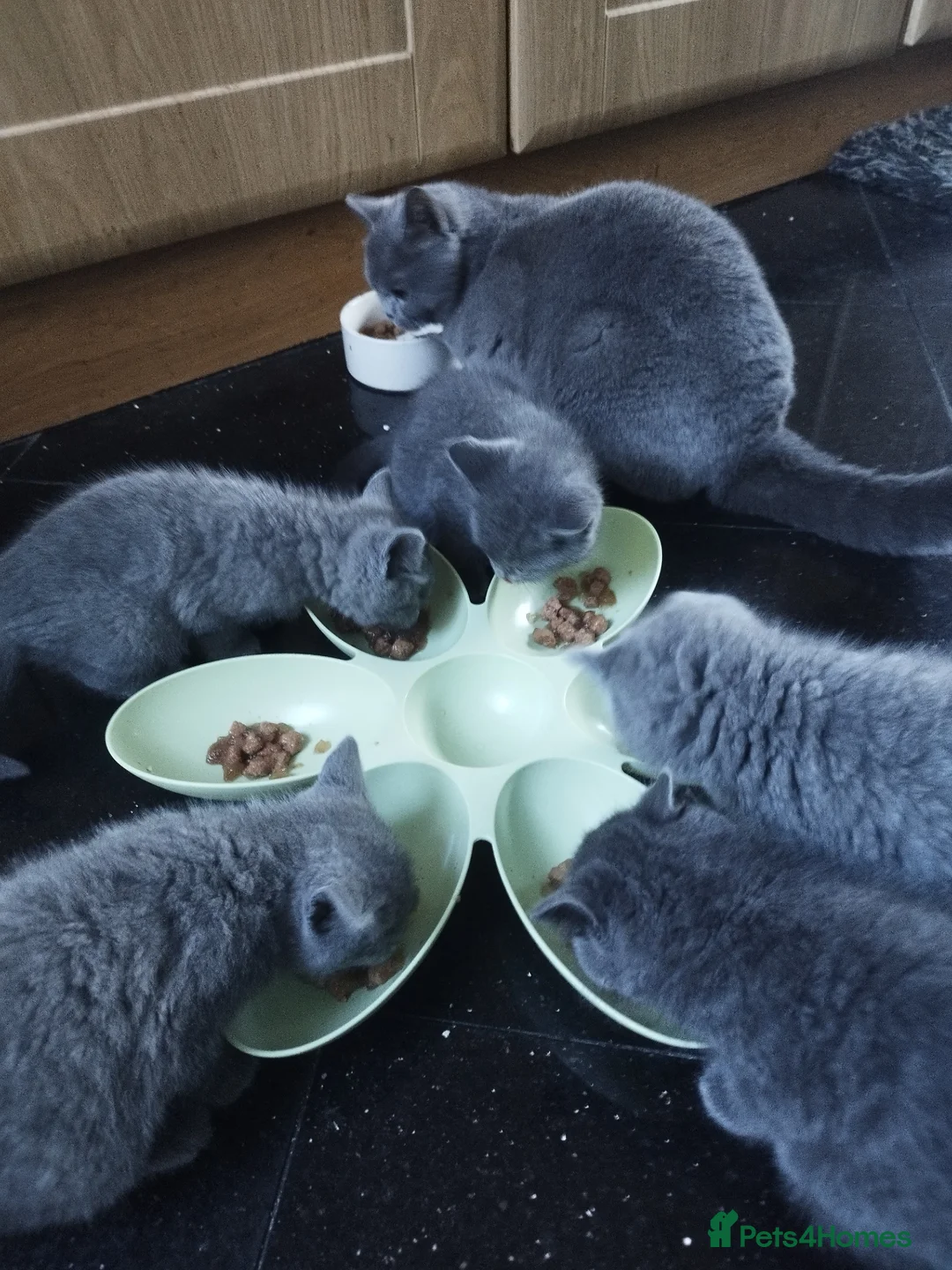 Mixed Breed cats for sale: British short hair - Advert 8