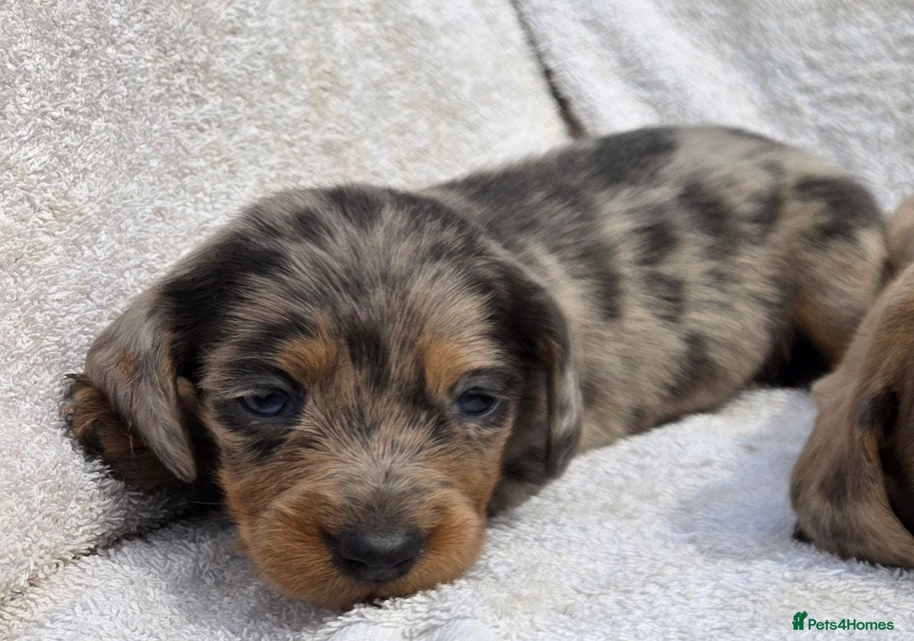 Dachshund dogs Healthy Dachshunds - Advert 3