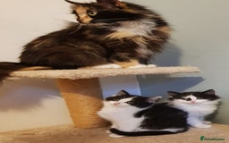 Mixed Breed cats for sale: Long & short-haired kittens  in Leicester - Image 1