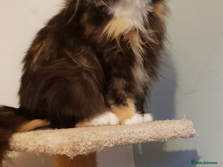 Mixed Breed cats in Leicester - Advert 22