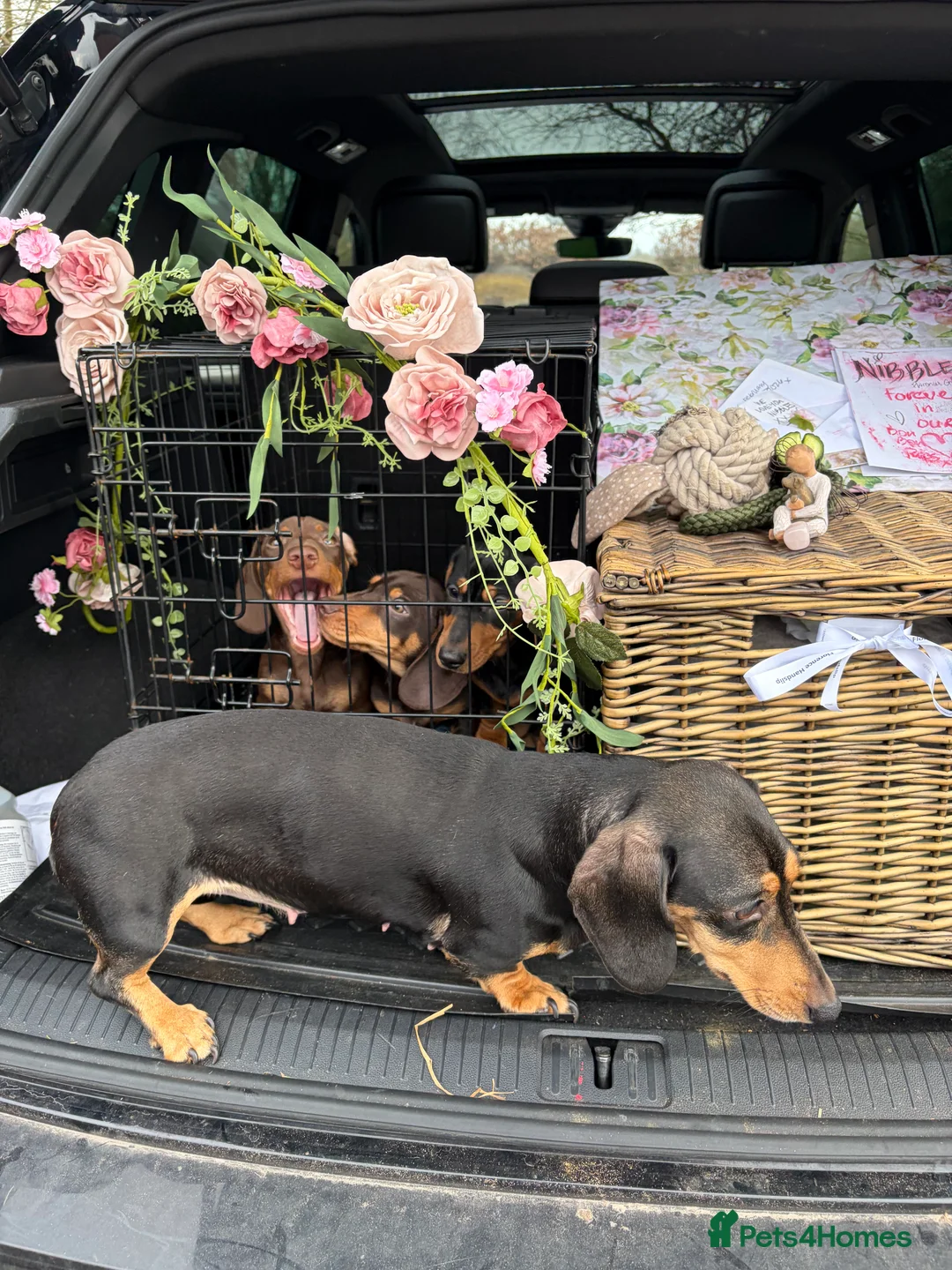 Dachshund dogs for sale: Two beautiful dachshund Dogs 6 months for sale  in Kidderminster - Advert 2