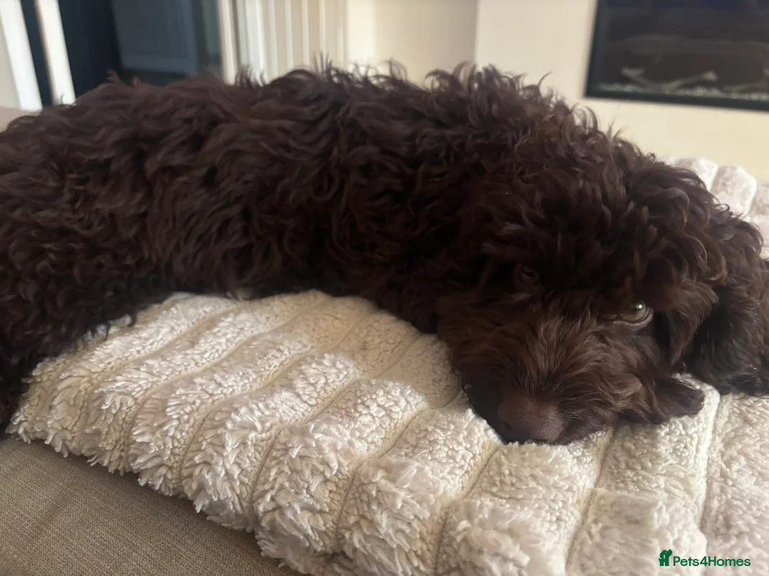 Cockapoo dogs for sale: Miniature Chocolate Cockapoo - 10 Months - Advert 5