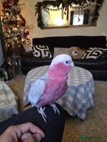 Parrots birds BuBu The Galah with full set up 1500 ono - Advert 3