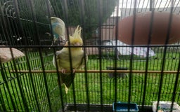 Cockatiels birds for sale: 2 Cockatiels & 2 Budgies with Cage in Preston - Image 18