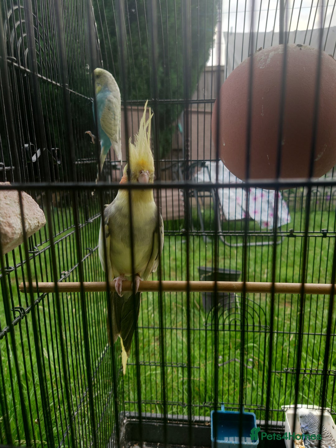 Cockatiels birds for sale: 2 Cockatiels & 2 Budgies with Cage in Preston - Image 18