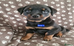 Rottweiler dogs for sale: Kc rottweiler puppies  - Image 4