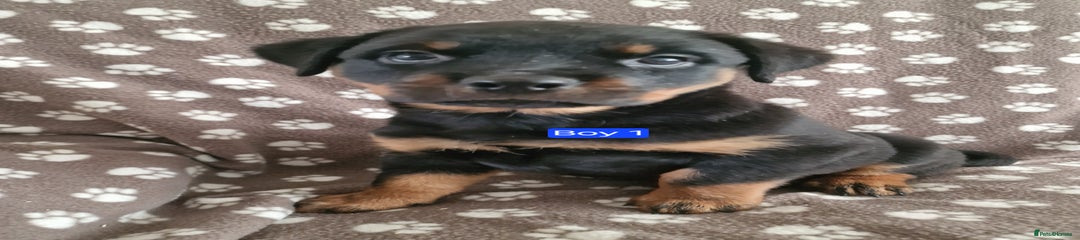 Rottweiler Puppy 5