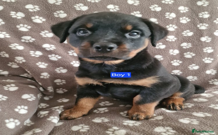 Rottweiler dogs - Advert 3