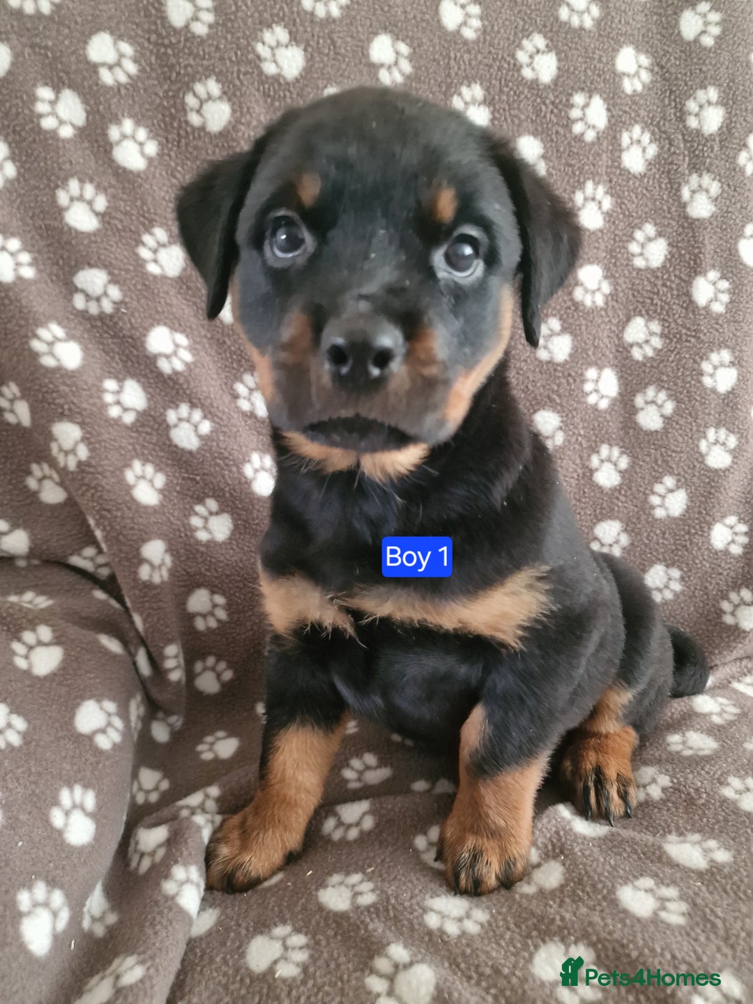 Rottweiler dogs for sale: Kc rottweiler puppies  - Image 4