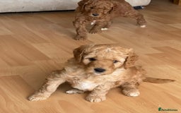 Labradoodle dogs for sale: Beautiful F3b Labradoodle Puppies - Image 31