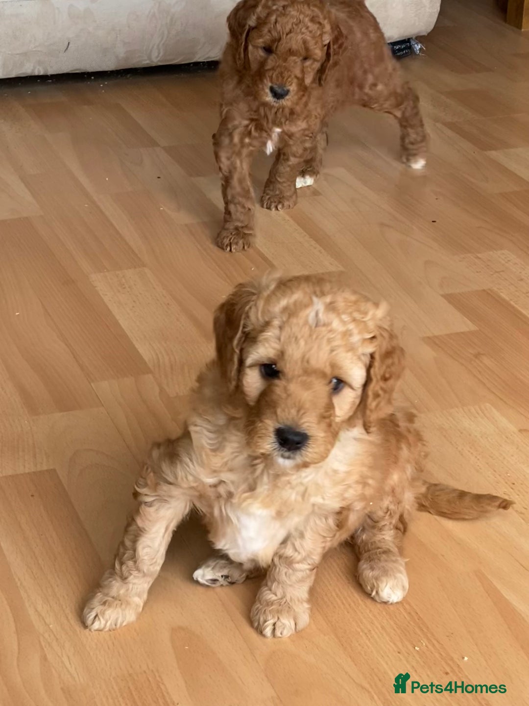 Labradoodle dogs for sale: Beautiful F3b Labradoodle Puppies - Image 31