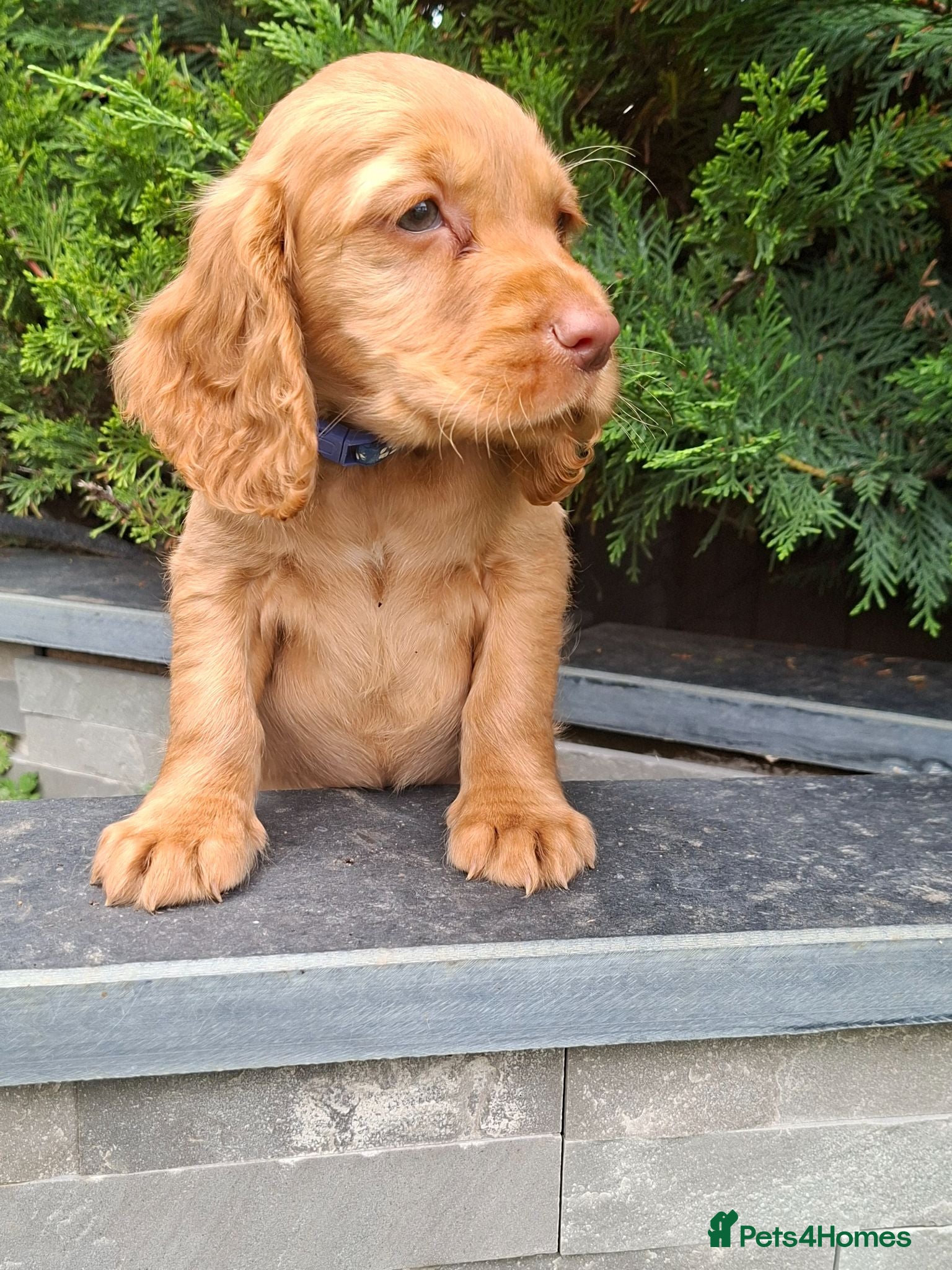 Cocker Spaniel dogs Kc reg hereditary clear working cocker spaniels - Advert 1