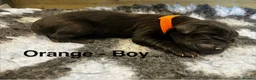 Labrador Retriever dogs for sale: Beautiful KC Labrador Puppy-only 1 black girl left - Advert 14
