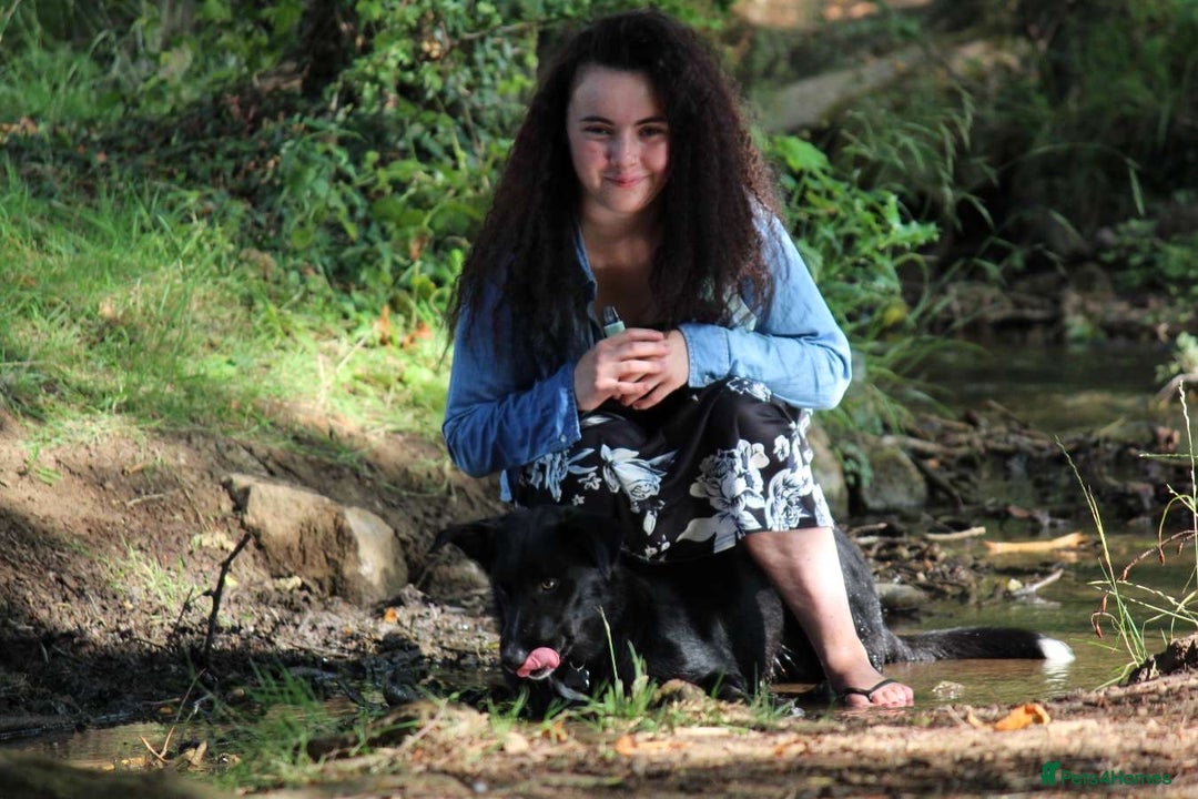 Border Collie dogs for sale: Border collie  - Image 9