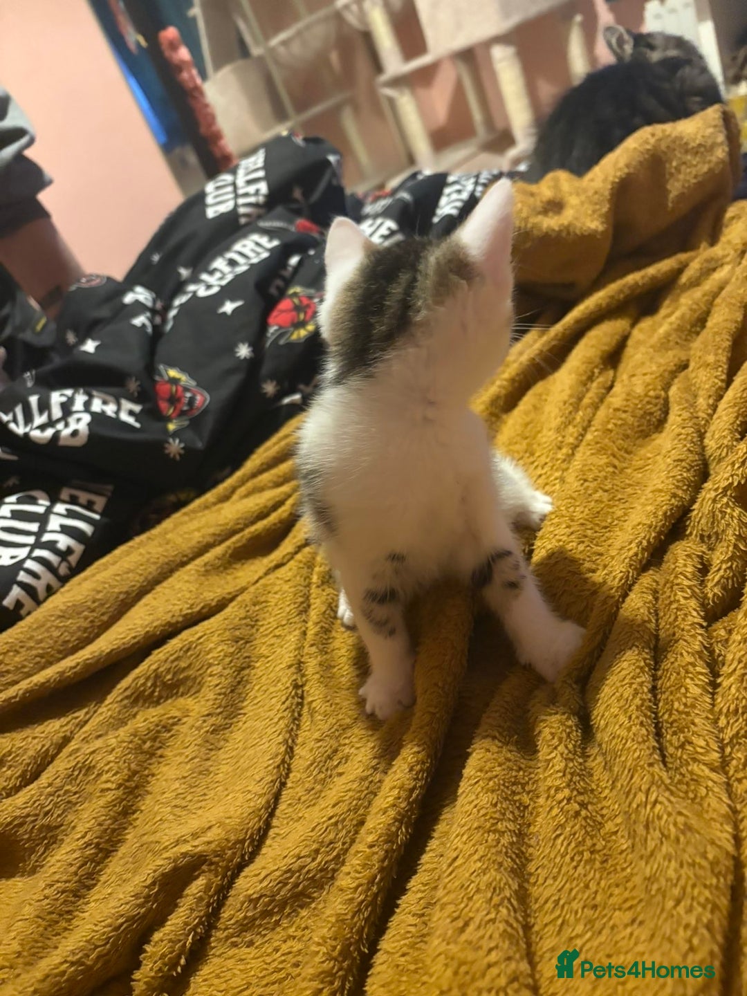 Mixed Breed cats for sale: SelkirkRex mum/Tabby Dad, 1 Kitten left available  - Advert 4