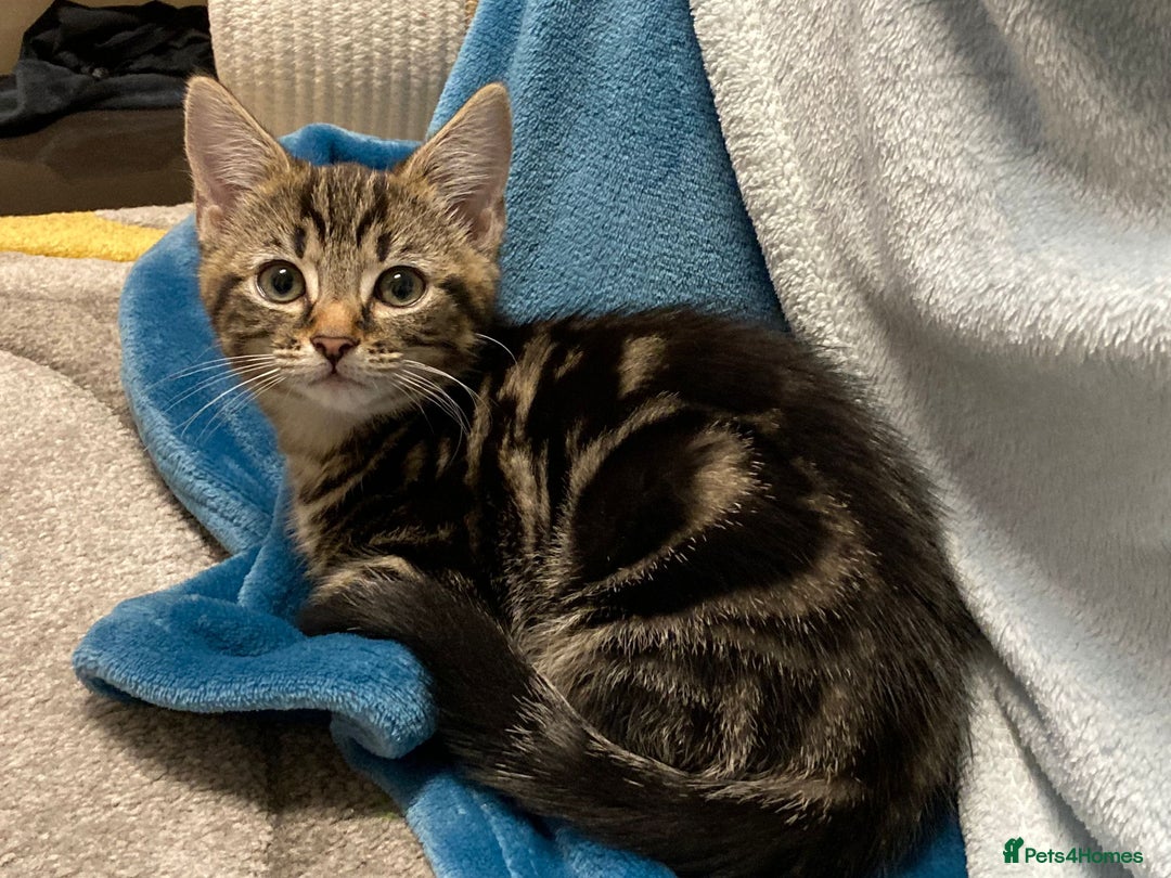 Bengal cats for sale: Zeus Jr - Image 6