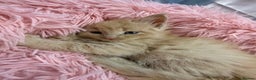 Maine Coon cats for sale: TICA REGISTERED MAINE COON KITTENS - Advert 9