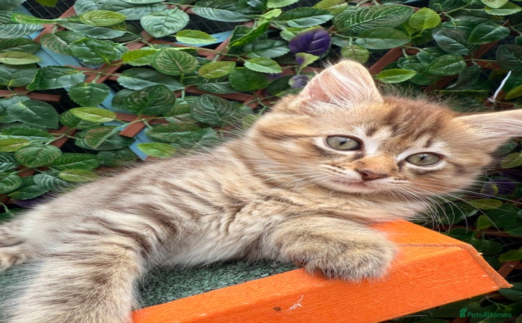 Ragdoll cats - Advert 11