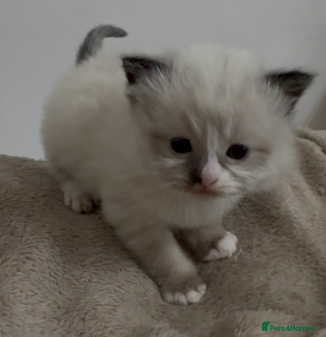 Ragdoll cats for sale: Champion GCCF kittens 🐱  - Advert 2