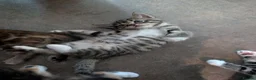 Mixed Breed cats for sale: X2 Tabby boy kittens  - Advert 2