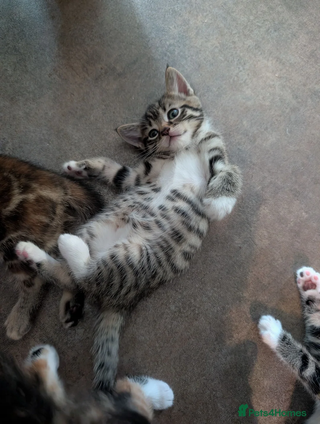 Mixed Breed cats for sale: X2 Tabby boy kittens  - Advert 2
